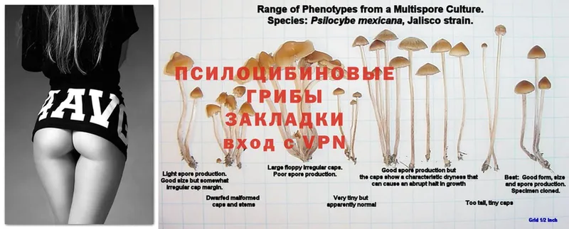 Галлюциногенные грибы мицелий  Дигора 